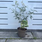 Javor dlaňolistý (Acer palmatum) ´EMERALD LACE´ - výška 40-60 cm, kont. C1,5L